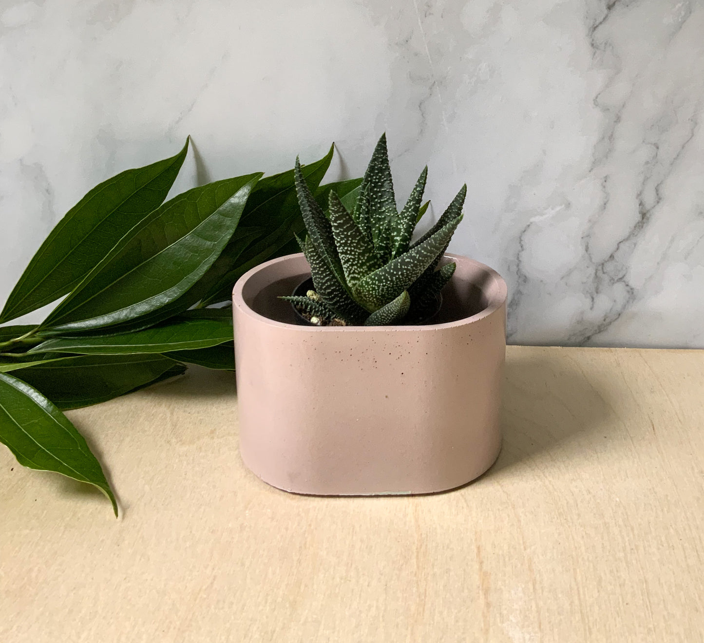 Succulent stone planter