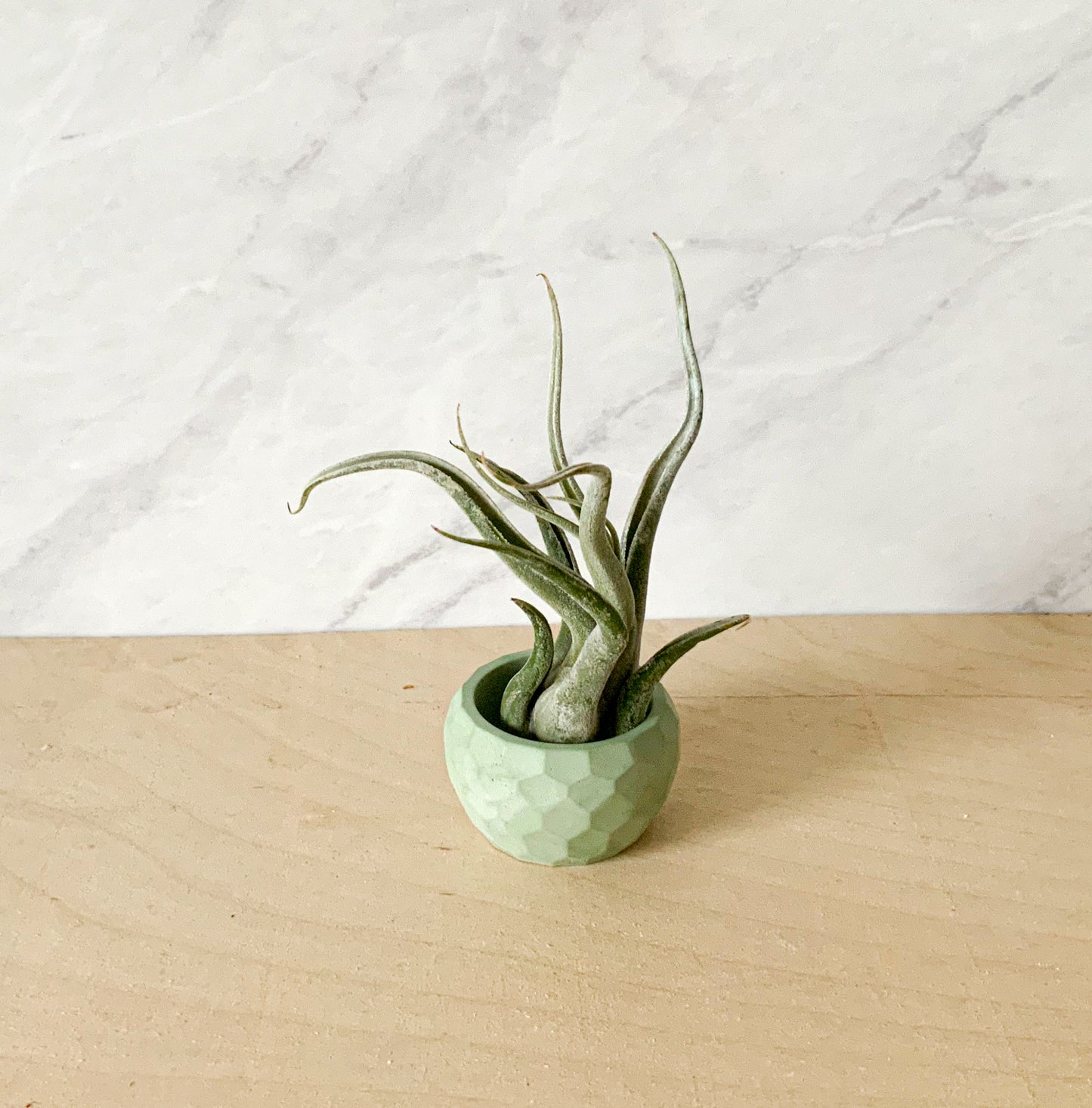 Small Concrete Planter Bowl - Mini Succulent Pot Air Plant Holder Ring Dish Faceted Modern Home Decor Miniature