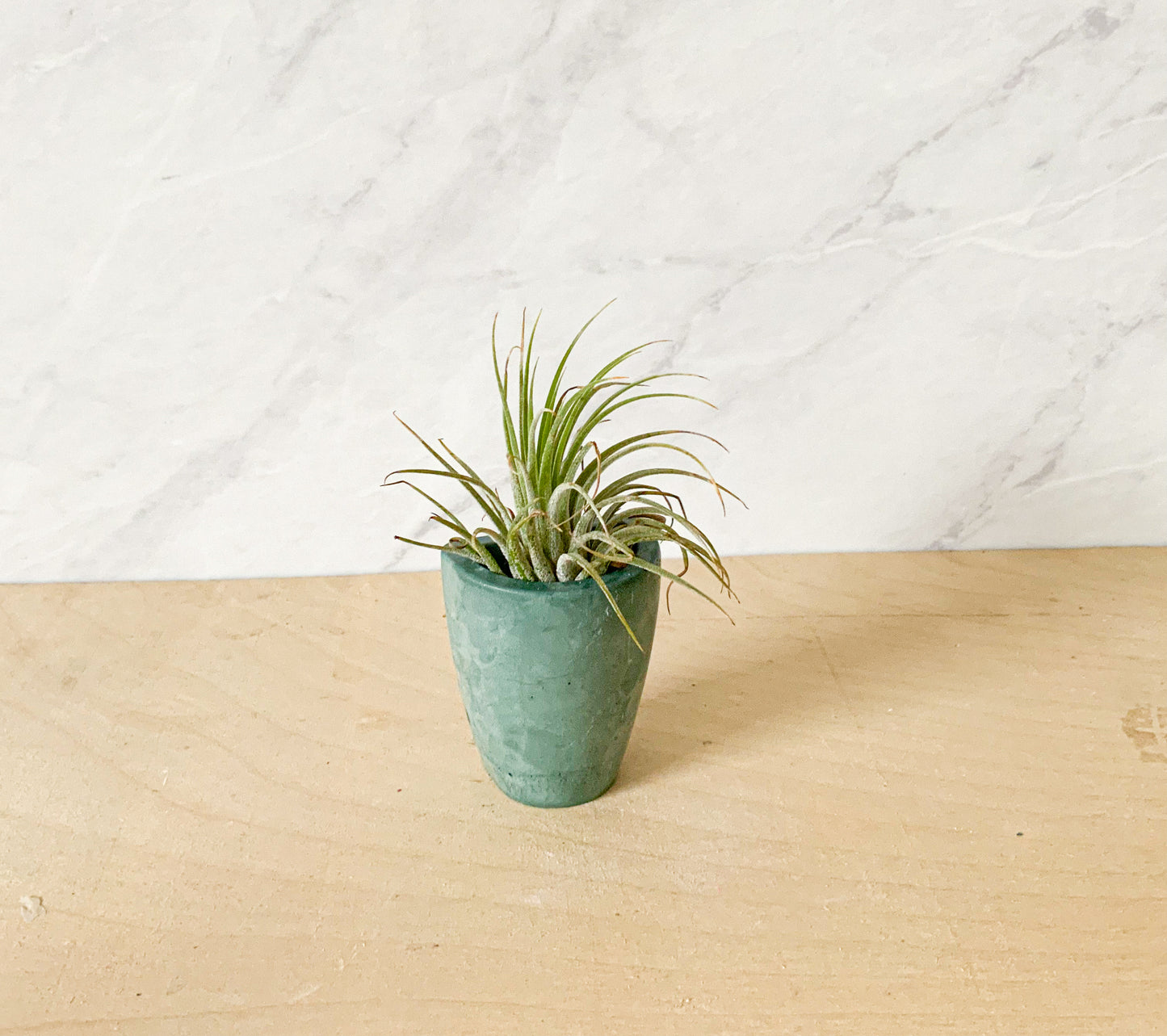 Small Concrete Wall Planter – Minimalist Hanging vase for Air Plants & Dried Flowers