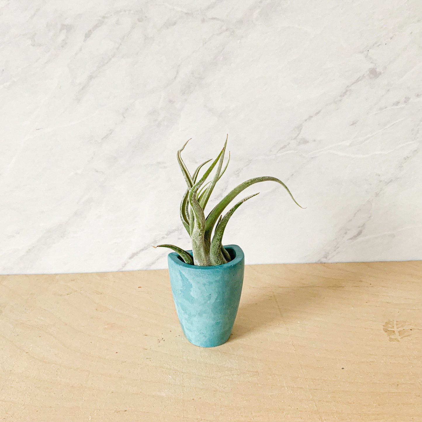 Small Concrete Wall Planter – Minimalist Hanging vase for Air Plants & Dried Flowers